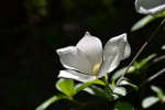 Dogwood bloom in Yosemite Valley
