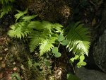 Fern on the Four Mile Trail, Yosemite National Park